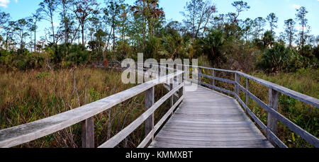 Chemin de promenade au sanctuaire swamp tire-bouchon de Naples, en Floride par étang de cyprès Taxodium distichum nutans var. Banque D'Images