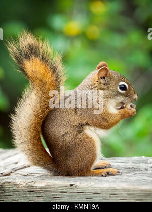 Un écureuil roux (Tamiasciurus hudsonicus), dans l'alimentation à l'écureuil profil, Parc et réserve naturelle de Whitemud à Edmonton, Alberta, Canada. Banque D'Images