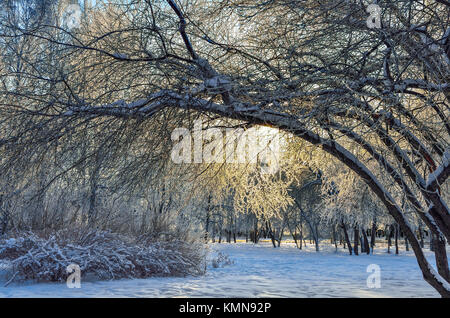 Paysage d'hiver au parc de la ville au lever du soleil - soleil brille à travers les branches des arbres couverts de givre Banque D'Images