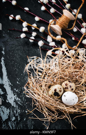 Composition de Pâques avec des oeufs de cailles au nid, la floraison des branches de saule et le tiroir sur fond noir humide Banque D'Images