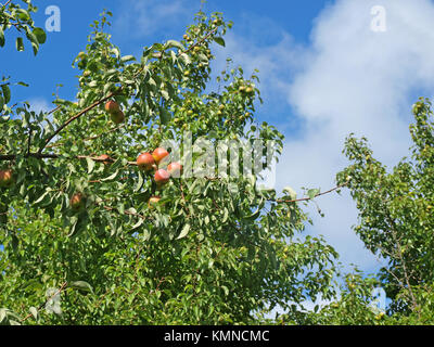 Couleur rouge mûr de fruits poire sur les branches d'arbres Banque D'Images