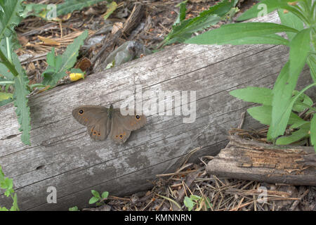 Lasiommata petropolitana papillon aux ailes tachetées brun velouté ouvert Banque D'Images