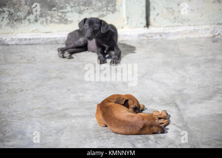 Un chien errant à Cienfuegos, Cuba Banque D'Images