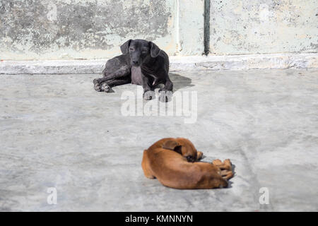 Un chien errant à Cienfuegos, Cuba Banque D'Images