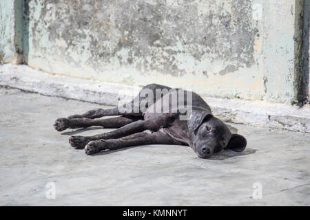 Un chien errant à Cienfuegos, Cuba Banque D'Images