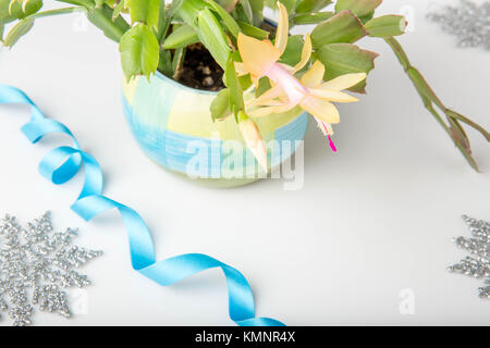 Rose fleurs de cactus de Noël schlumbergera dans un pot isolé sur fond blanc. Banque D'Images