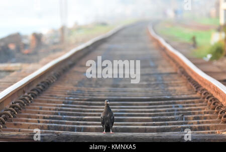 Colombo, Sri Lanka. 08th décembre 2017. Un pigeon sur la voie ferrée déserte de la gare de Kolupitiya lors d'une grève nationale des chemins de fer à Colombo. Crédit : Musthaq Thasleem/Pacific Press/Alay Live News Banque D'Images