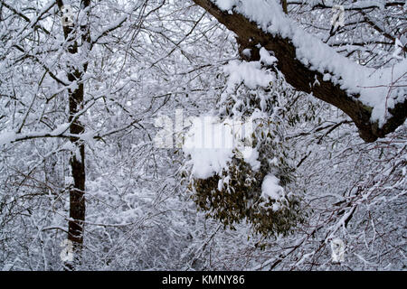 Neige fraîche laden gui et arbres dans un paysage d'hiver christmasy image montrant mistle toe (Viscum album) poussant sur des arbres au premier plan. Banque D'Images
