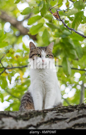 Portrait de l'escalade sur le cat tree Banque D'Images
