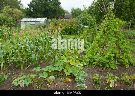 Attribution en été. Méthode des « trois soeurs » avec haricots coureurs, maïs sucré et courge cultivés ensemble comme plantes compagnons. Banque D'Images