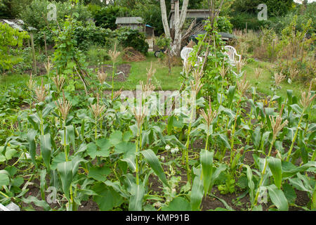 Attribution en été. Méthode des « trois soeurs » avec haricots coureurs, maïs sucré et courge cultivés ensemble comme plantes compagnons. Banque D'Images