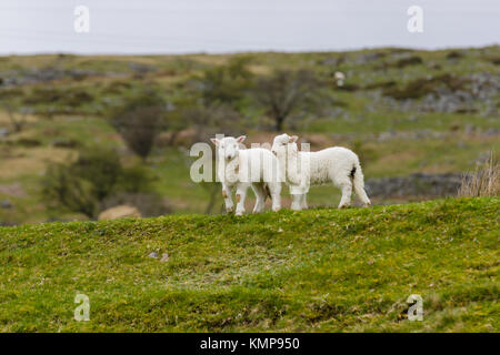 Une paire de Welsh mountain sheep agneaux sur un pâturage de montagne sauvages et accidentées dans les régions rurales du nord du Pays de Galles Bala Banque D'Images