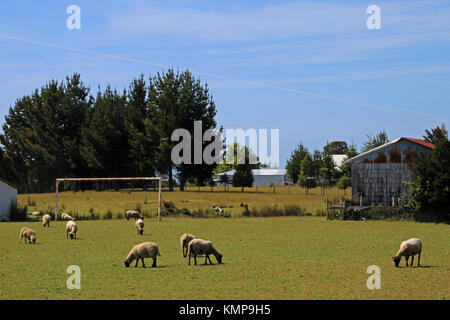 Moutons sur le terrain de soccer, l'île de Chiloé, Chili Banque D'Images