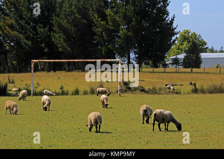 Moutons sur le terrain de soccer, l'île de Chiloé, Chili Banque D'Images