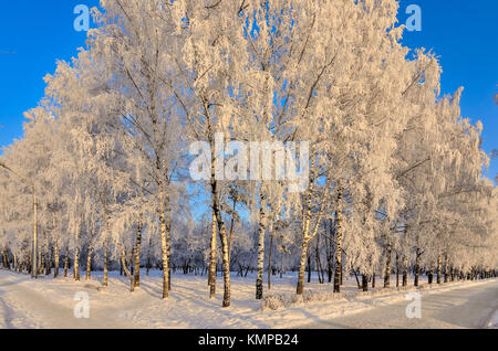 Paysage d'hiver ensoleillé dans le parc de la ville avec les arbres de bouleau couvertes de givre sur un fond de ciel bleu Banque D'Images