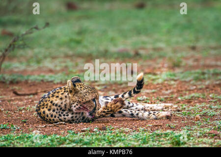 Cheetah dans Kruger National Park, Afrique du Sud ; Espèce Acinonyx jubatus famille des Félidés Banque D'Images