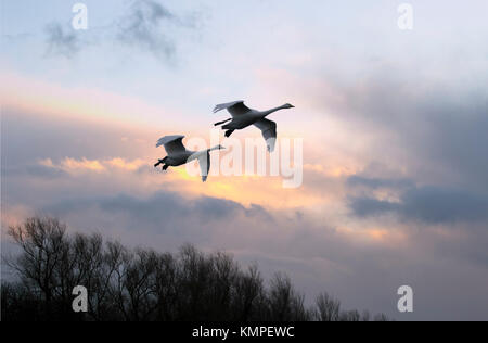 Tarlescough, Lancashire, Royaume-Uni. 8 Décembre, 2017. Les cygnes chanteurs migrateurs se rassemblent à Martin simple pour une alimentation supplémentaire fourni par le personnel de la réserve naturelle de WWT. La réserve des zones humides est le foyer de milliers d'oiseaux, de l'Europe et l'Islande, qui viennent passer l'hiver dans le sud du Lancashire et attendent un peu de répit à partir de l'hiver. /AlamyLiveNews MediaWorldImages : crédit. Banque D'Images