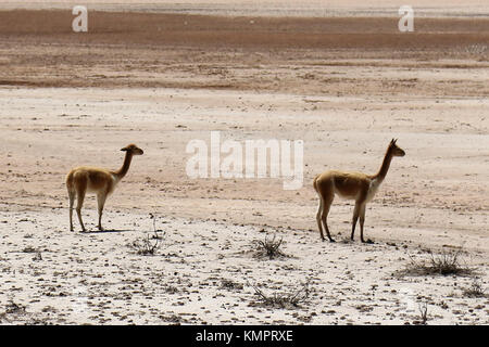 Ca-ahuas ( Pérou), Novembre 2015 17 ème ; Paysage de la réserve nationale de Salinas et Aguada Blanco et vigognes Cordillères des Andes Crédit : Sébastien Lapeyrere/Alamy Live News. Banque D'Images