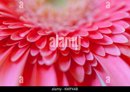 Floral background naturelles. Close-up pétales de fleur gerbera rose. Banque D'Images