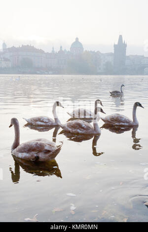 La rivière Vltava, au petit matin, de la petite ville, Kampa, Prague, République Tchèque Banque D'Images