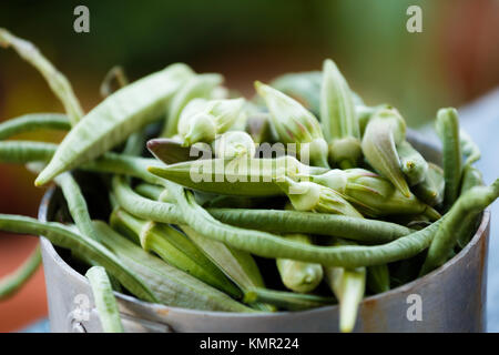 L'okra et haricots verts en pot d'argent, dans l'après-midi l'ombre, un plan macro avec arrière-plan flou Banque D'Images