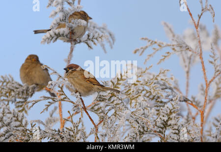 Peu de passereaux sur pine tree branch en hiver Banque D'Images