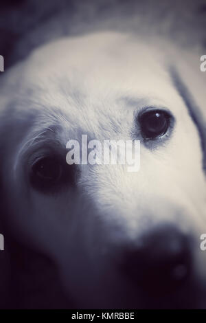 Un mignon, jeune, trois mois Labrador Retriever jaune looking at camera - John Gollop Banque D'Images