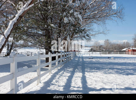 Belle Neige tomber sur un cheval du Colorado ferme avec une clôture blanche Banque D'Images