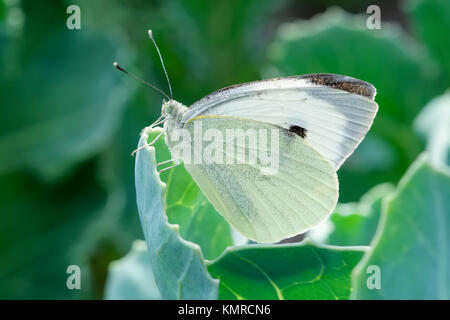 Grand Papillon Blanc sur des feuilles de chou mer  Pieris brassicae Banque D'Images
