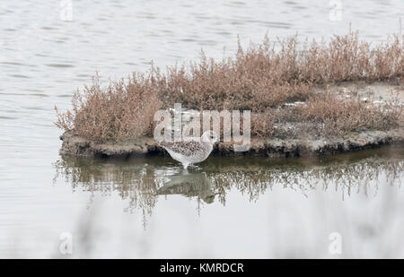 Un comité permanent Grey Plover (Pluvialis squatarola) Banque D'Images