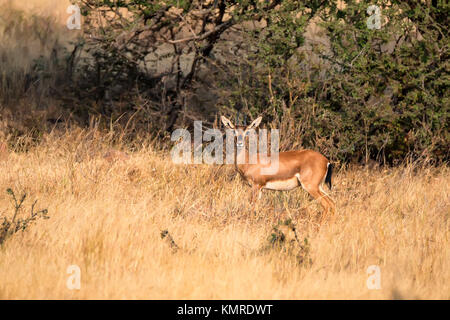 Gazelle indienne ou Chinkara, Gazella bennettii Banque D'Images