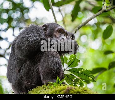 Chimpanzé. Le chimpanzé (Pan troglodytes) sur l'arbre en forêt tropicale, Banque D'Images