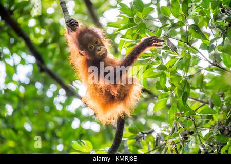 Bébé orang-outan (Pongo pygmaeus) sur l'arbre. Fond vert naturel. Bornéo rainforest jungle, l'Indonésie. Banque D'Images