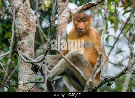 Homme mignon singe Proboscis (Nasalis larvatus) assis sur un arbre dans la nature vert sur Bornéo, Indonésie. Banque D'Images