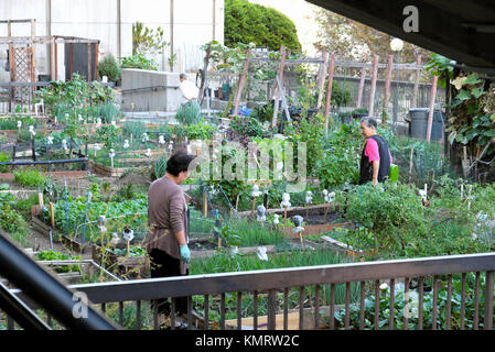Les jardiniers coréens de haut niveau qui tendent à cultiver des légumes dans des lits surélevés près d'Angels Flight Railway, au centre-ville de Los Angeles, Californie, États-Unis KATHY DEWITT Banque D'Images