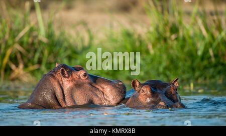 Deux hippopotames dans l'eau. La politique commune de l'Hippopotame (Hippopotamus amphibius), ou d'Hippone. Afrique du Sud Banque D'Images