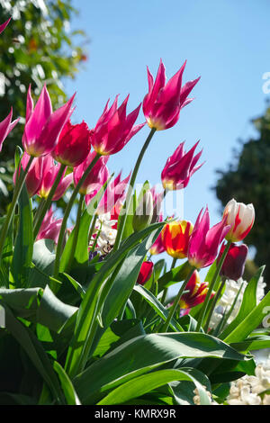 Tulipe rose avec ciel bleu derrière Banque D'Images