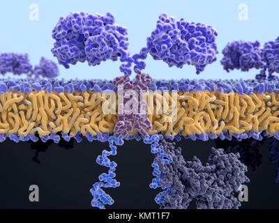 Illustration d'un récepteur de l'antigène chimérique (voiture) enjambant la membrane cellulaire d'un T-cell,un taux de globules blancs du système immunitaire.Ce T-cell a été pris d'un patient cancéreux puis modifiée génétiquement pour produire des voitures sur sa surface qui reconnaissent des cibles sur les cellules cancéreuses du patient.Ce récepteur a une protéine signal (ZAP70,gris) attaché à la domaine intracellulaire (en bas). Banque D'Images