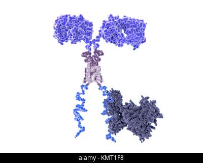 Illustration d'un récepteur de l'antigène chimérique (voiture) enjambant la membrane cellulaire d'un T-cell,un taux de globules blancs du système immunitaire.Ce T-cell a été pris d'un patient cancéreux puis modifiée génétiquement pour produire des voitures sur sa surface qui reconnaissent des cibles sur les cellules cancéreuses du patient.Ce récepteur a une protéine signal (ZAP70,gris) attaché à la domaine intracellulaire (en bas). Banque D'Images