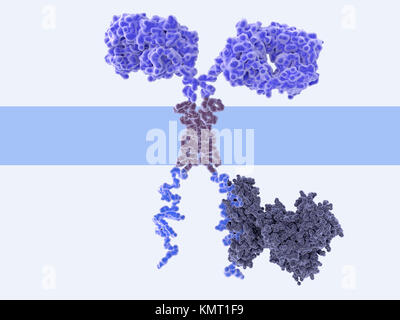 Illustration d'un récepteur de l'antigène chimérique (voiture) enjambant la membrane cellulaire d'un T-cell,un taux de globules blancs du système immunitaire.Ce T-cell a été pris d'un patient cancéreux puis modifiée génétiquement pour produire des voitures sur sa surface qui reconnaissent des cibles sur les cellules cancéreuses du patient.Ce récepteur a une protéine signal (ZAP70,gris) attaché à la domaine intracellulaire (en bas). Banque D'Images