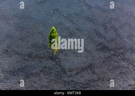 Vue aérienne de l'arbre de pin simple cône de cendres sur la gauche par volcano Banque D'Images