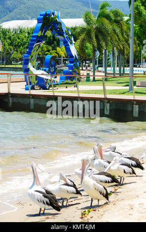 (Pelecanus conspicillatus pélicans australiens) en face des citoyens accès à la Grande Barrière de Corail sculpture, Cairns, Far North Queensland, FNQ Banque D'Images