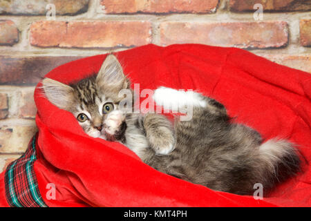 Petite black tan et blanc tabby fixant l'envers dans une couverture rouge lit en face d'un mur de briques à directement à l'afficheur, vous permet de et les pattes en l'air pl Banque D'Images