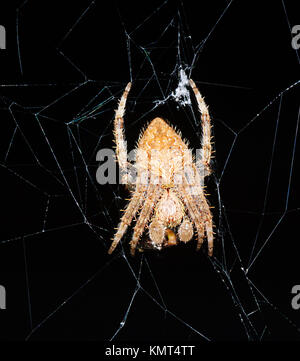 Tissage de l'Orb (araignée Araneus sp.) avec des proies la nuit, Cairns, Far North Queensland, Queensland, Australie, FNQ Banque D'Images