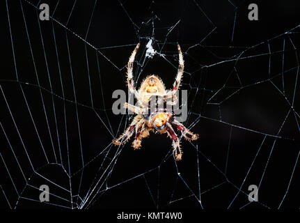 Tissage de l'Orb (araignée Araneus sp.) avec des proies la nuit, Cairns, Far North Queensland, Queensland, Australie, FNQ Banque D'Images