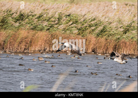 Une paire de voler des Bernaches du Canada (Branta canadensis) Banque D'Images