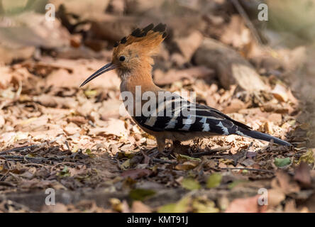 Une huppe fasciée (Upupa marginata de Madagascar). La réserve forestière de Kirindy. Madagascar, l'Afrique. Banque D'Images