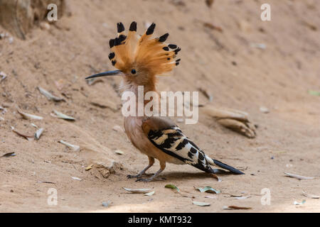 Une huppe fasciée (Upupa marginata de Madagascar). La réserve forestière de Kirindy. Madagascar, l'Afrique. Banque D'Images