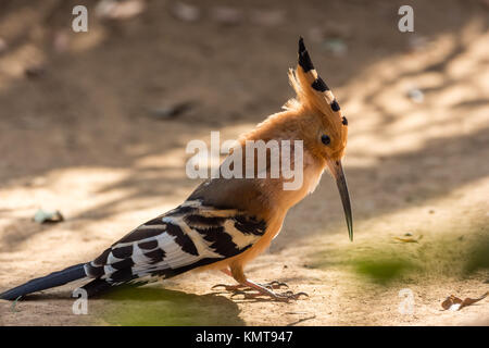 Une huppe fasciée (Upupa marginata de Madagascar). La réserve forestière de Kirindy. Madagascar, l'Afrique. Banque D'Images