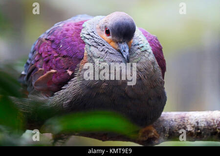 Gros ou gonflé à la crème caille-colombe geoytrgon versicolor oiseau assis sur une branche Banque D'Images